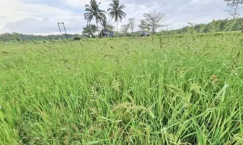 കൃഷി ഭവൻ മുഖേന ലഭിച്ച നെൽവിത്ത് ചതിച്ചു: വയൽ നിറഞ്ഞ് കളകൾ