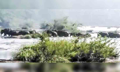 കാട്ടാനക്കൂട്ടത്തിന്‍റെ വരവ്​ ഭീതി പരത്തുന്നു