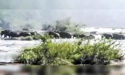 കാട്ടാനക്കൂട്ടത്തിന്‍റെ വരവ്​ ഭീതി പരത്തുന്നു