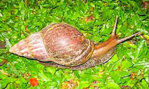 മാന്നാനത്ത് ആഫ്രിക്കന്‍ ഒച്ച് ശല്യം രൂക്ഷം