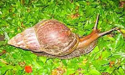 മാന്നാനത്ത് ആഫ്രിക്കന്‍ ഒച്ച് ശല്യം രൂക്ഷം