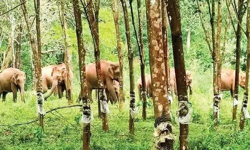 കാരിക്കടവില്‍ കാട്ടാനകൾ വിഹരിക്കുന്നു