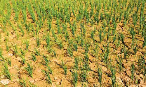 കനാൽ വെള്ളമെത്തിയില്ല; അകലൂരിൽ 100 ഏക്കർ കൃഷി ഉണക്കുഭീഷണിയിൽ കനാൽ വെള്ളമെത്തിയില്ല; അകലൂരിൽ 100 ഏക്കർ കൃഷി ഉണക്കുഭീഷണിയിൽ