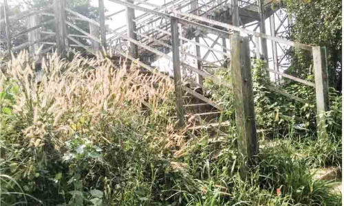 പറളി റെയിൽവേ സ്റ്റേഷൻ പരിസരം കാട് മൂടി; ഭീതിയോടെ യാത്രക്കാർ പറളി റെയിൽവേ സ്റ്റേഷൻ പരിസരം കാട് മൂടി; ഭീതിയോടെ യാത്രക്കാർ