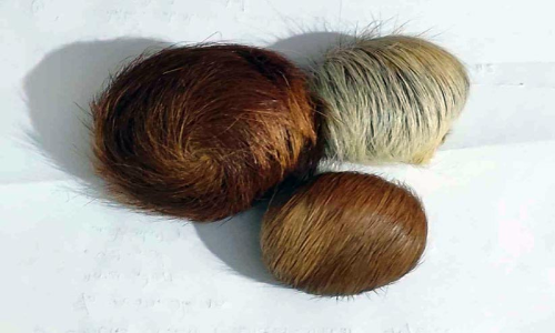 കസ്തൂരി ഗ്രന്ഥിയുമായി മൂന്നുപേർ പിടിയിൽ