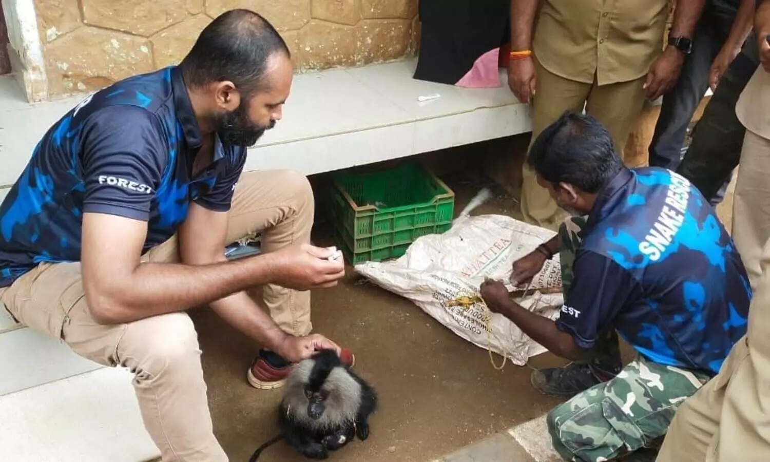 സന്നിധാനത്ത് ഷോക്കേറ്റ സിംഹവാലൻ കുരങ്ങിന് രക്ഷകരായി വനംവകുപ്പ്