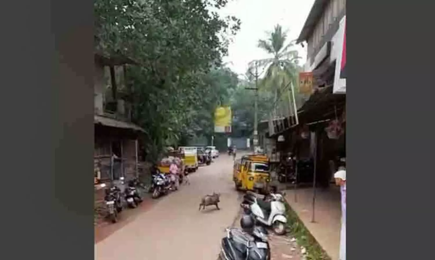 വേളത്ത് ഭീതി പടർത്തി കാട്ടുപന്നിക്കൂട്ടം -വിഡിയോ