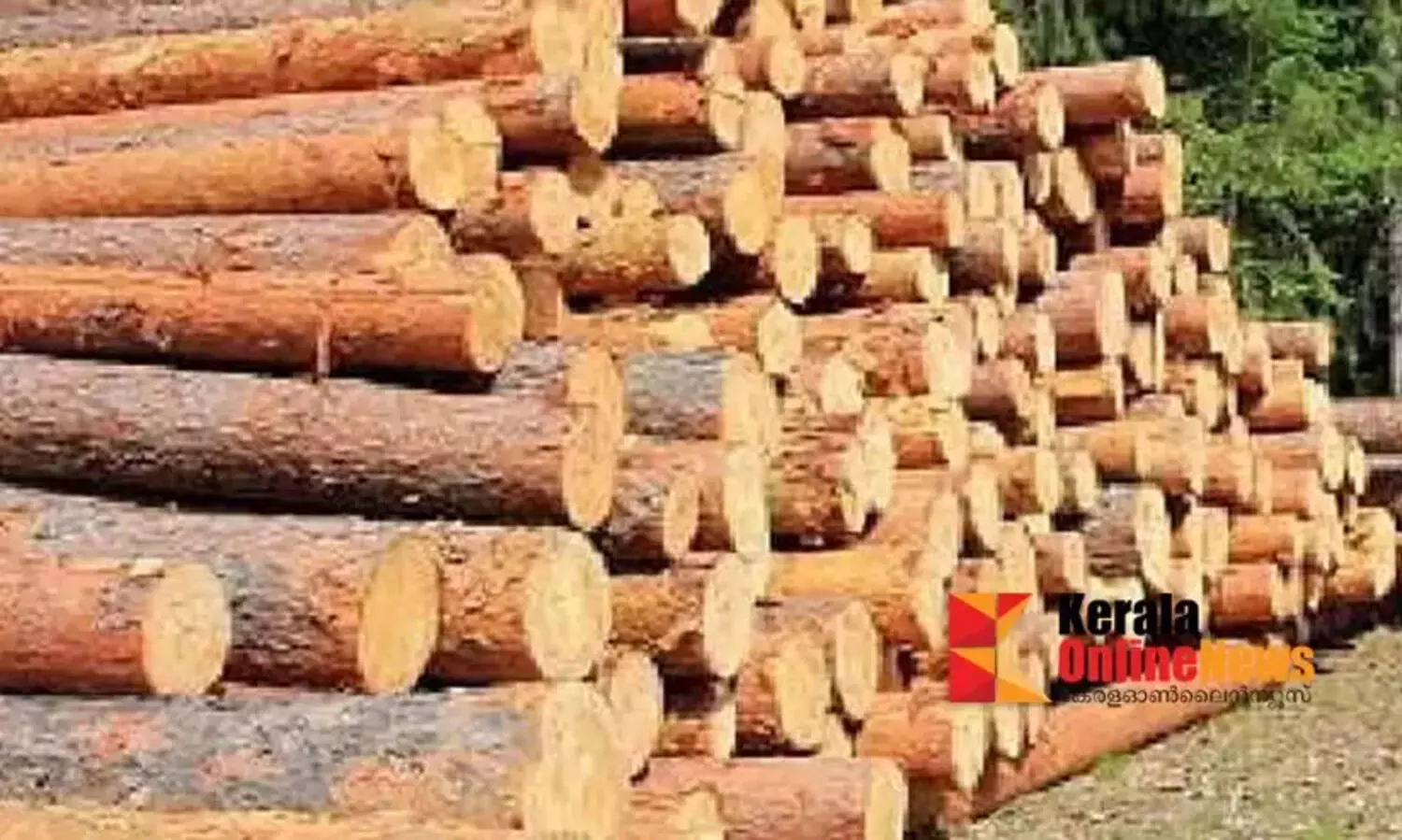 മരം മുറിയുമായി ബന്ധപ്പെട്ട് 776 കേസുകൾ രജിസ്റ്റർ ചെയ്തുവെന്ന് എ.കെ ശശീന്ദ്രൻ