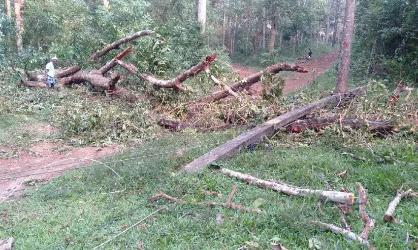 മരം കടപുഴകി; വൈദ്യുതി ലൈനും പോസ്റ്റുകളും തകർന്നു; ആദിവാസി കോളനികള്‍ ഇരുട്ടിലായി