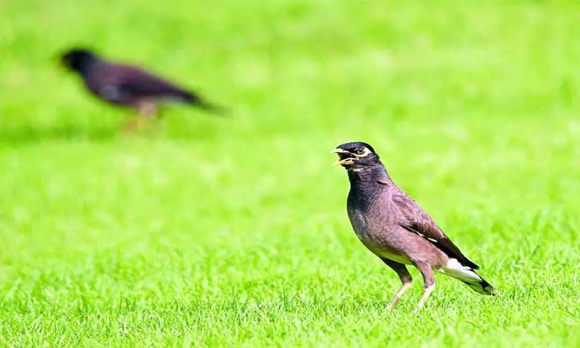 മൈ​ന​ക​ൾ​ക്കെ​തി​രെ ​ദേ​ശീ​യ കാ​മ്പ​യി​ൻ