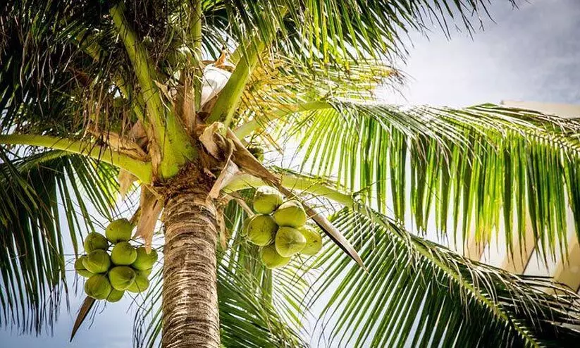 keragram project keragram project