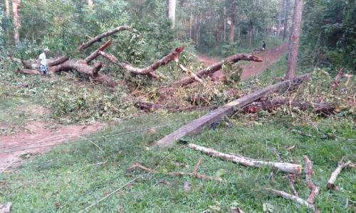 മരം കടപുഴകി; വൈദ്യുതി ലൈനും പോസ്റ്റുകളും തകർന്നു; ആദിവാസി കോളനികള്‍ ഇരുട്ടിലായി