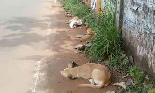 തെരുവുനായ്ക്കൾക്ക് നടുറോഡിൽ ഭക്ഷണം വിളമ്പുന്നു; ജനം ഭീതിയിൽ തെരുവുനായ്ക്കൾക്ക് നടുറോഡിൽ ഭക്ഷണം വിളമ്പുന്നു; ജനം ഭീതിയിൽ