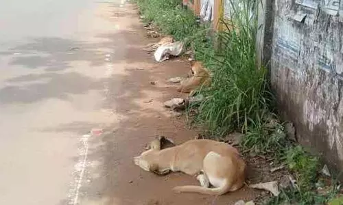 തെരുവുനായ്ക്കൾക്ക് നടുറോഡിൽ ഭക്ഷണം വിളമ്പുന്നു; ജനം ഭീതിയിൽ