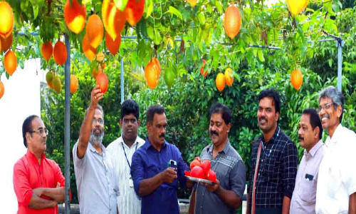 മേസ്തിരിപ്പടിയിലുണ്ട്​ സ്വർഗത്തിലെ കനി;  ഗാക് ഫ്രൂട്ടിൽ നൂറുമേനി വിളയിച്ച് കർഷകൻ