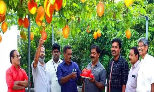 മേസ്തിരിപ്പടിയിലുണ്ട്​ സ്വർഗത്തിലെ കനി;  ഗാക് ഫ്രൂട്ടിൽ നൂറുമേനി വിളയിച്ച് കർഷകൻ