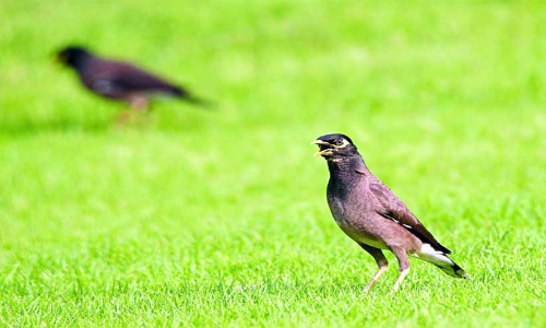 മൈ​ന​ക​ൾ​ക്കെ​തി​രെ ​ദേ​ശീ​യ കാ​മ്പ​യി​ൻ