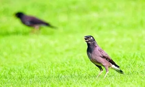 മൈ​ന​ക​ൾ​ക്കെ​തി​രെ ​ദേ​ശീ​യ കാ​മ്പ​യി​ൻ