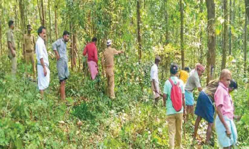 കാ​ട്ടാ​ന​ശ​ല്യം; അ​ടി​ക്കാ​ടു​ക​ൾ വെ​ട്ടി നീ​ക്കി