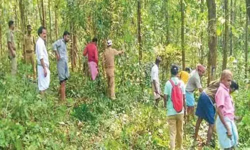 കാ​ട്ടാ​ന​ശ​ല്യം; അ​ടി​ക്കാ​ടു​ക​ൾ വെ​ട്ടി നീ​ക്കി