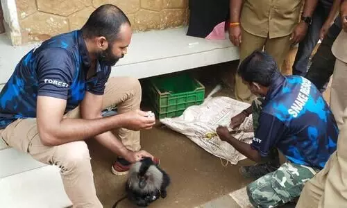 സന്നിധാനത്ത് ഷോക്കേറ്റ സിംഹവാലൻ കുരങ്ങിന് രക്ഷകരായി വനംവകുപ്പ്