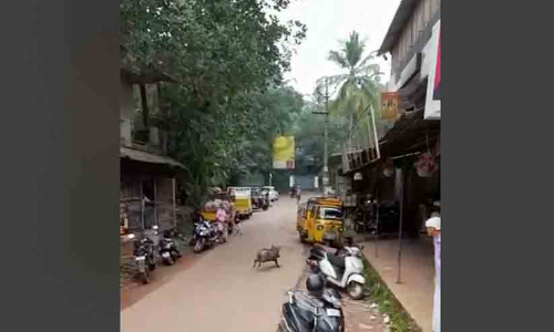 വേളത്ത് ഭീതി പടർത്തി കാട്ടുപന്നിക്കൂട്ടം -വിഡിയോ