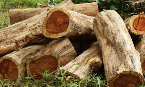 മുട്ടിൽ അനധികൃ മരംമുറി : അന്വേഷണം അന്തിമഘട്ടത്തിലാണെന്ന് എ.കെ ശശീന്ദ്രൻ