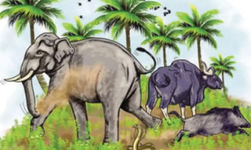 വന്യജീവി ആക്രമണം: കാലാവധി തീർന്നു, ഇൻഷുറൻസ് പരിരക്ഷയില്ലാതെ പട്ടികവർഗക്കാർ