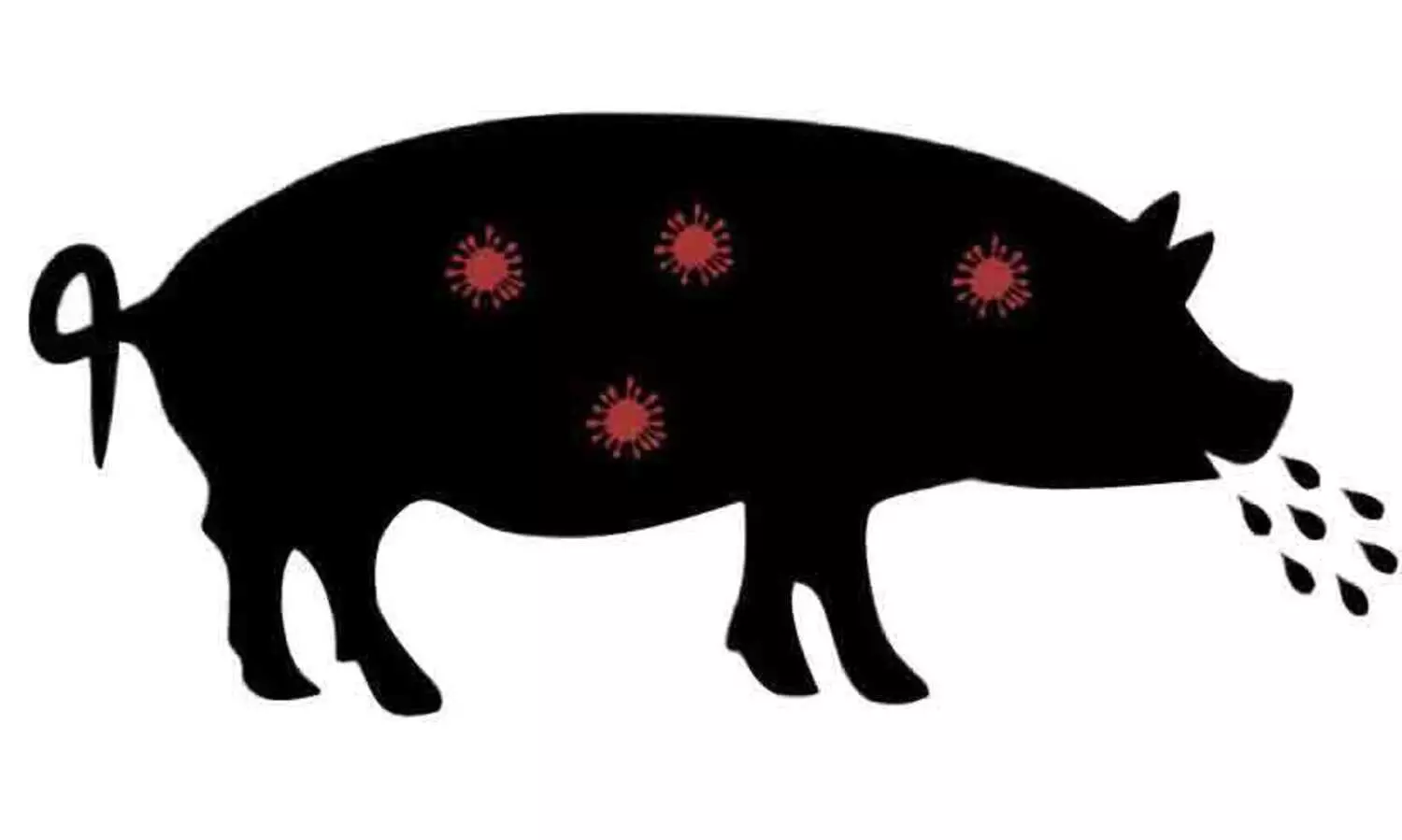 അഞ്ചിടത്തുകൂടി ആഫ്രിക്കൻ പന്നിപ്പനി സ്ഥിരീകരിച്ചു