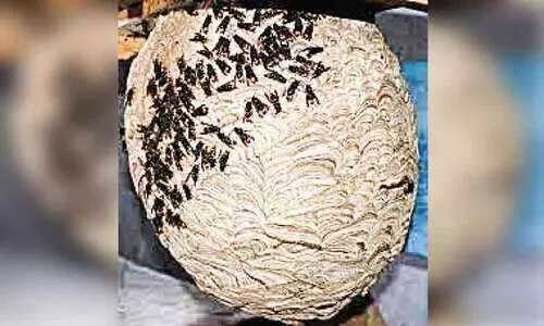 ക​ട​ന്ന​ൽ​ക്കു​ത്തി​ൽ പു​ള​ഞ്ഞ്...