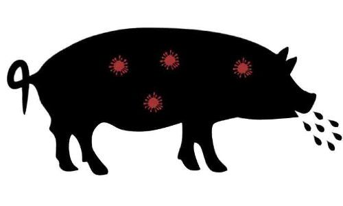 അഞ്ചിടത്തുകൂടി ആഫ്രിക്കൻ പന്നിപ്പനി സ്ഥിരീകരിച്ചു