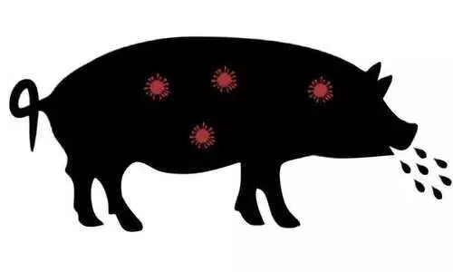 അഞ്ചിടത്തുകൂടി ആഫ്രിക്കൻ പന്നിപ്പനി സ്ഥിരീകരിച്ചു അഞ്ചിടത്തുകൂടി ആഫ്രിക്കൻ പന്നിപ്പനി സ്ഥിരീകരിച്ചു