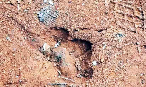 പെട്ടിമുടിയിൽ കടുവയുടെ കാൽപാട്; കാമറ സ്ഥാപിച്ച് വനം വകുപ്പ്