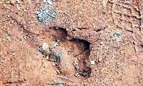 പെട്ടിമുടിയിൽ കടുവയുടെ കാൽപാട്; കാമറ സ്ഥാപിച്ച് വനം വകുപ്പ്