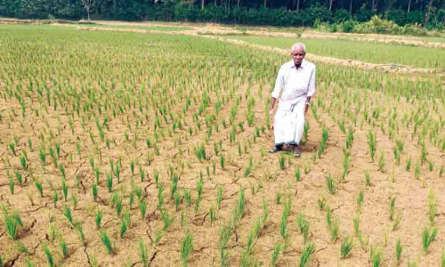 കനാൽ വെള്ളമില്ല; പേരൂരിൽ 12 ഏക്കർ നെൽകൃഷി ഉണക്കഭീഷണിയിൽ കനാൽ വെള്ളമില്ല; പേരൂരിൽ 12 ഏക്കർ നെൽകൃഷി ഉണക്കഭീഷണിയിൽ