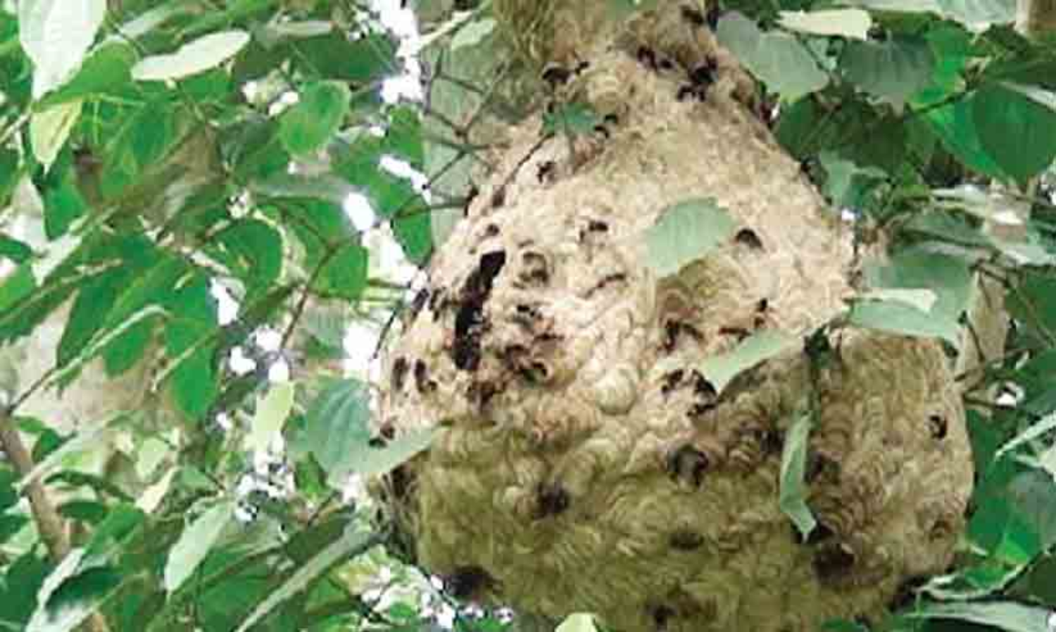 തിരുവനന്തപുരത്ത് 22 സ്ത്രീകൾക്ക് കടന്നൽ കുത്തേറ്റു