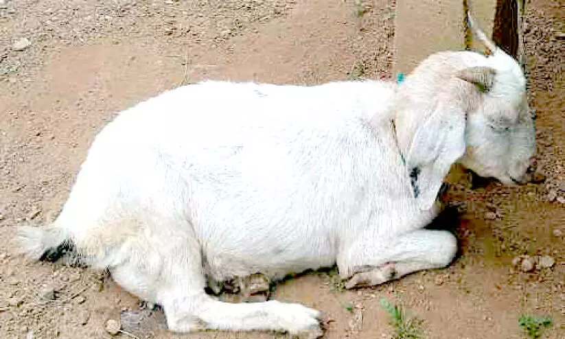 unknown disease in goats