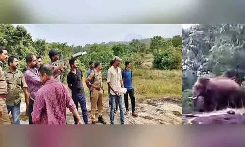 വേലങ്കാടിനെ വിറപ്പിച്ച് കാട്ടാന