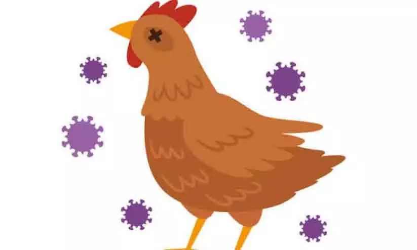 അമ്പലപ്പുഴ വടക്ക് പഞ്ചായത്തിലും പക്ഷിപ്പനി; പ്രതിരോധം ഊർജിതമാക്കി അമ്പലപ്പുഴ വടക്ക് പഞ്ചായത്തിലും പക്ഷിപ്പനി; പ്രതിരോധം ഊർജിതമാക്കി