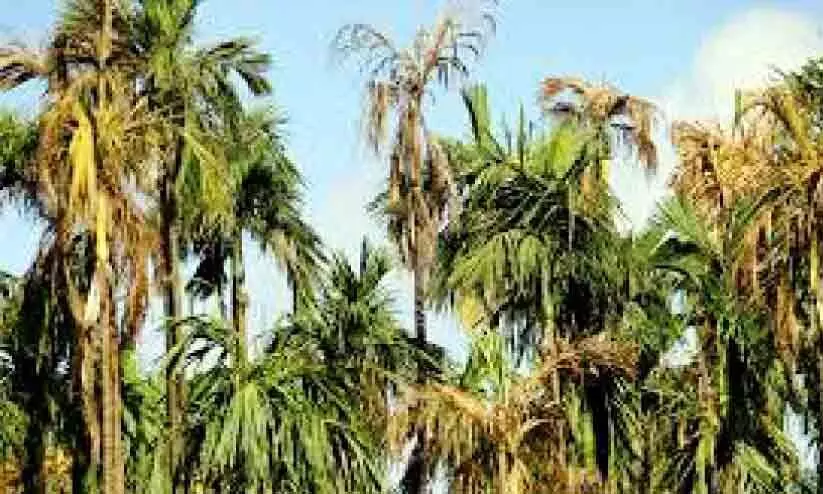 കാസർകോട് ജില്ലയിലെ കവുങ്ങ് രോഗം പഠിക്കാൻ പ്രത്യേക സമിതി കാസർകോട് ജില്ലയിലെ കവുങ്ങ് രോഗം പഠിക്കാൻ പ്രത്യേക സമിതി