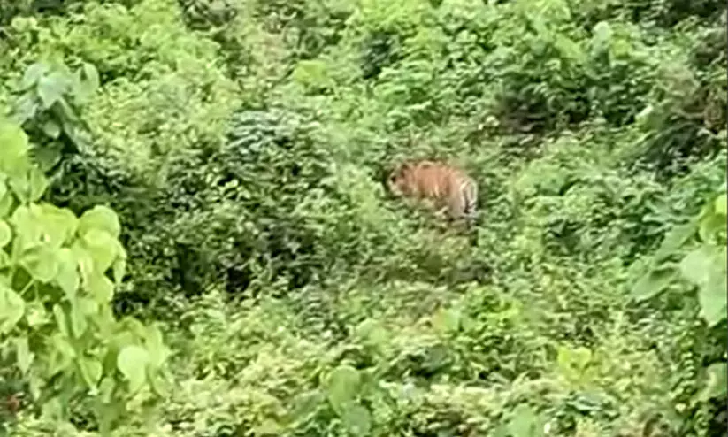 കണ്ണൂർ ആറളം ഫാമിൽ കടുവയെ കണ്ടെത്തി VIDEO കണ്ണൂർ ആറളം ഫാമിൽ കടുവയെ കണ്ടെത്തി VIDEO