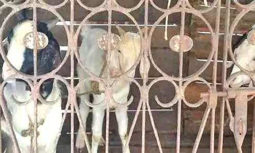 കു​റു​വ​ന്തേ​രി​യി​ൽ പ​ക​ർ​ച്ച​വ്യാ​ധി ഭീ​ഷ​ണി​യി​ൽ