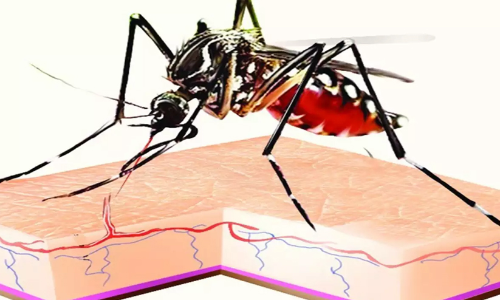 Japanese Encephalitis Japanese Encephalitis