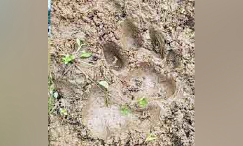 കടുവയുടെ കാൽപാട് കടുവയുടെ കാൽപാട്