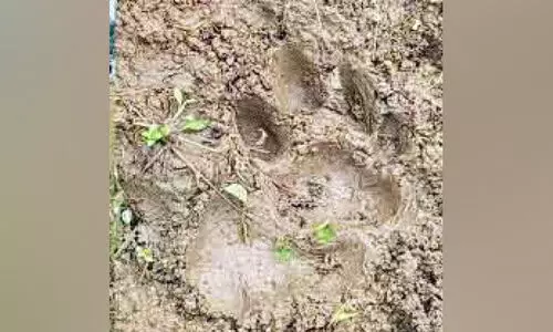 ക​ടു​വ​യു​ടെ കാ​ൽ​പാ​ട്