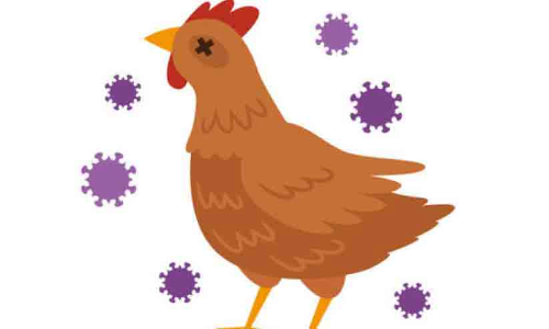 അമ്പലപ്പുഴ വടക്ക് പഞ്ചായത്തിലും പക്ഷിപ്പനി; പ്രതിരോധം ഊർജിതമാക്കി