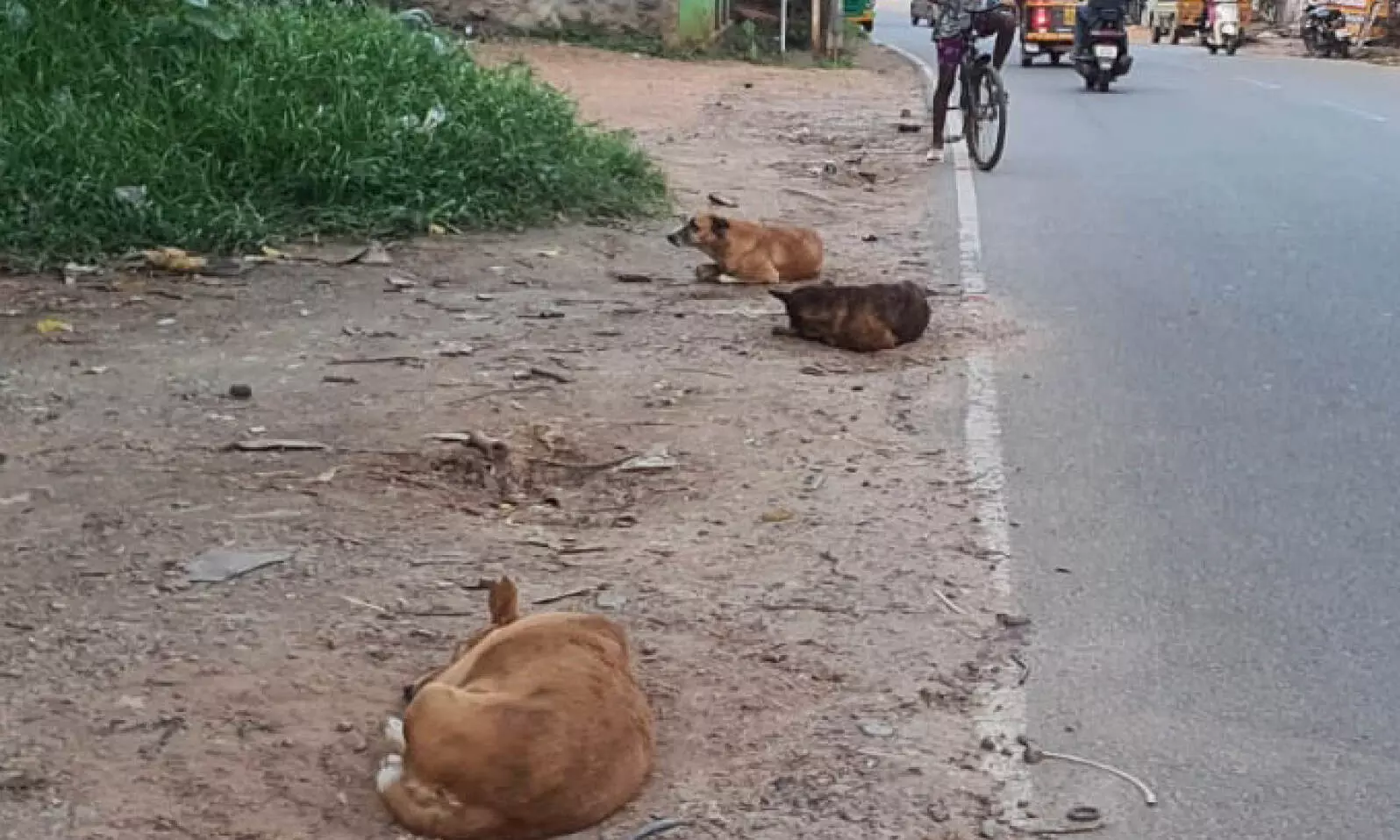 ബാലരാമപുരത്ത് തെരുവുനായ് ശല്യം രൂക്ഷം ബാലരാമപുരത്ത് തെരുവുനായ് ശല്യം രൂക്ഷം