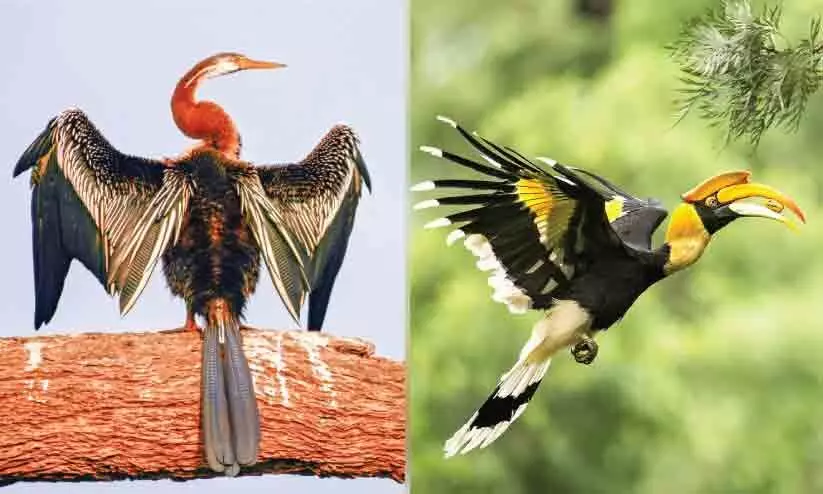 അട്ടപ്പാടിയിലുള്ളത് വംശനാശ ഭീഷണി നേരിടുന്ന 238 ഇനം പക്ഷികൾ അട്ടപ്പാടിയിലുള്ളത് വംശനാശ ഭീഷണി നേരിടുന്ന 238 ഇനം പക്ഷികൾ