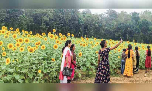 സൂര്യകാന്തി പ്രഭയിൽ വേങ്ങാപ്പരത