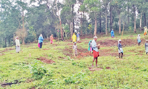 സ്വാ​ഭാ​വി​ക വ​നം വീ​ണ്ടെ​ടു​ക്ക​ല്‍; നൂ​ല്‍പു​ഴ​യി​ല്‍ വ​നി​ക​ര​ന്‍ പ​ദ്ധ​തി